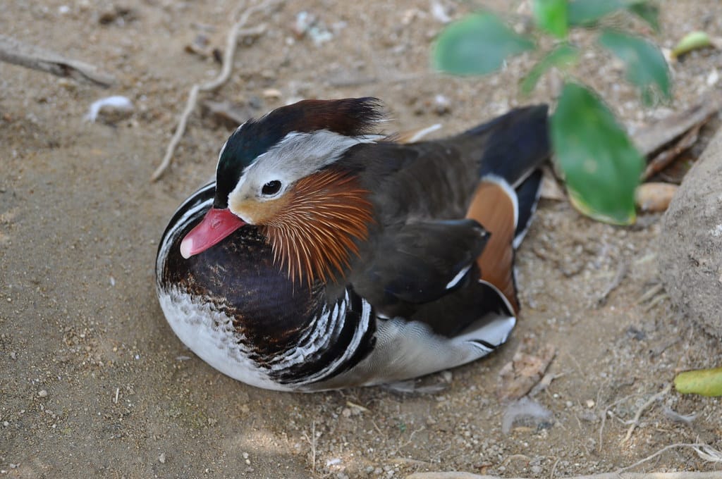 Wood Duck