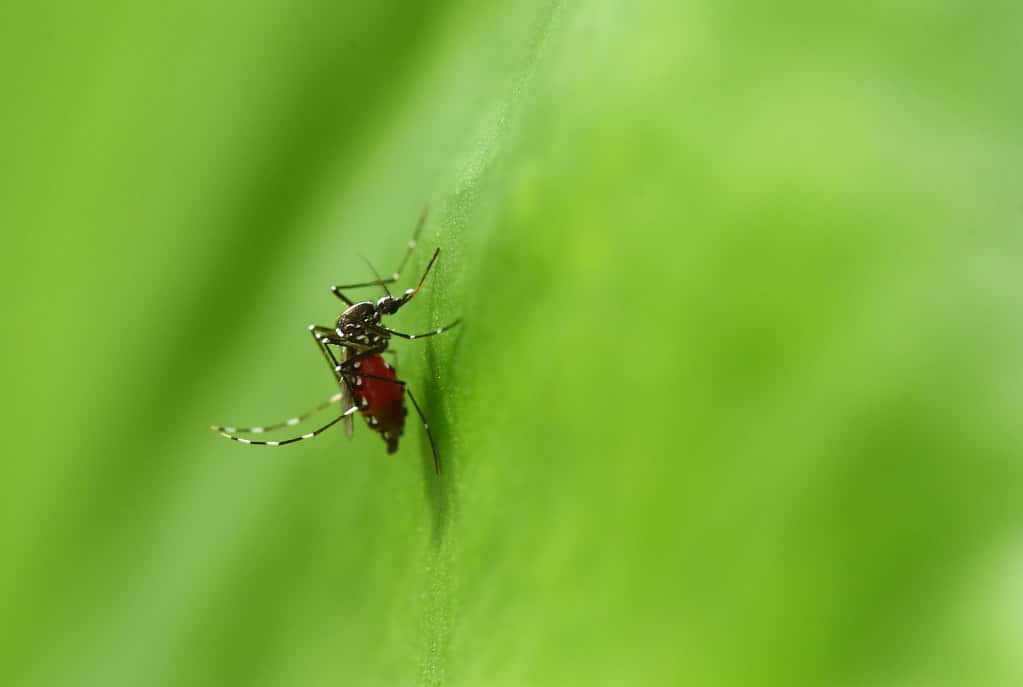 Yellow Fever Mosquito - Different Types of Mosquitoes