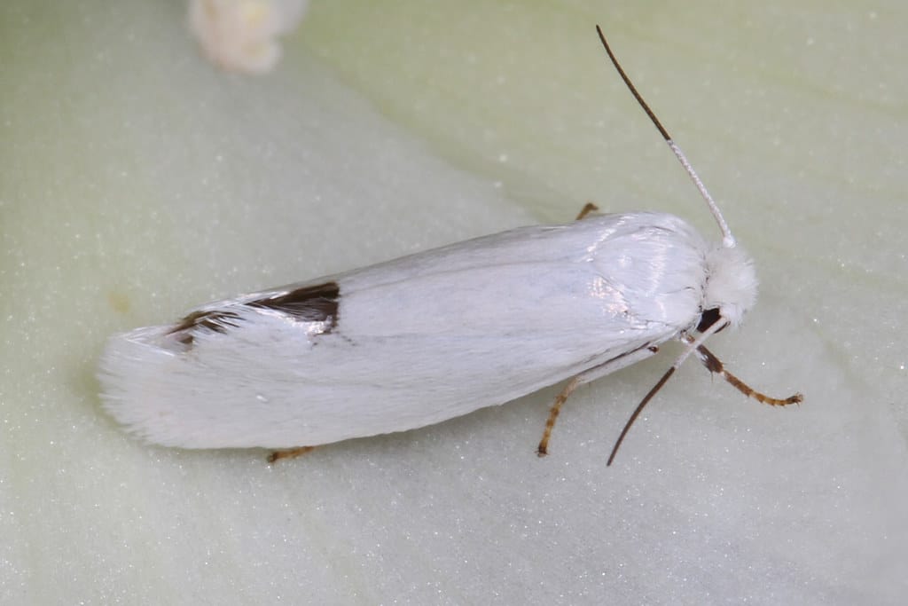 Yucca Moths - Types of Moths in Florida