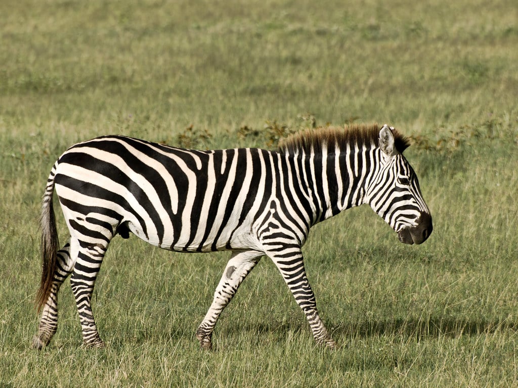 Zebra