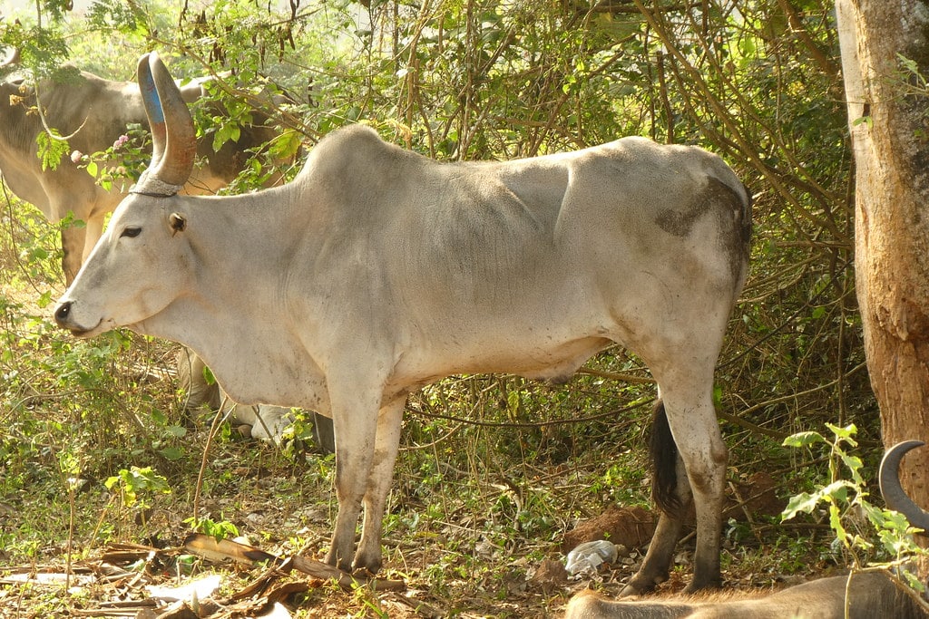 Zebu