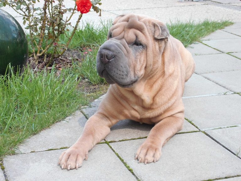 Shar Pei: Dog Breed Profile and Information