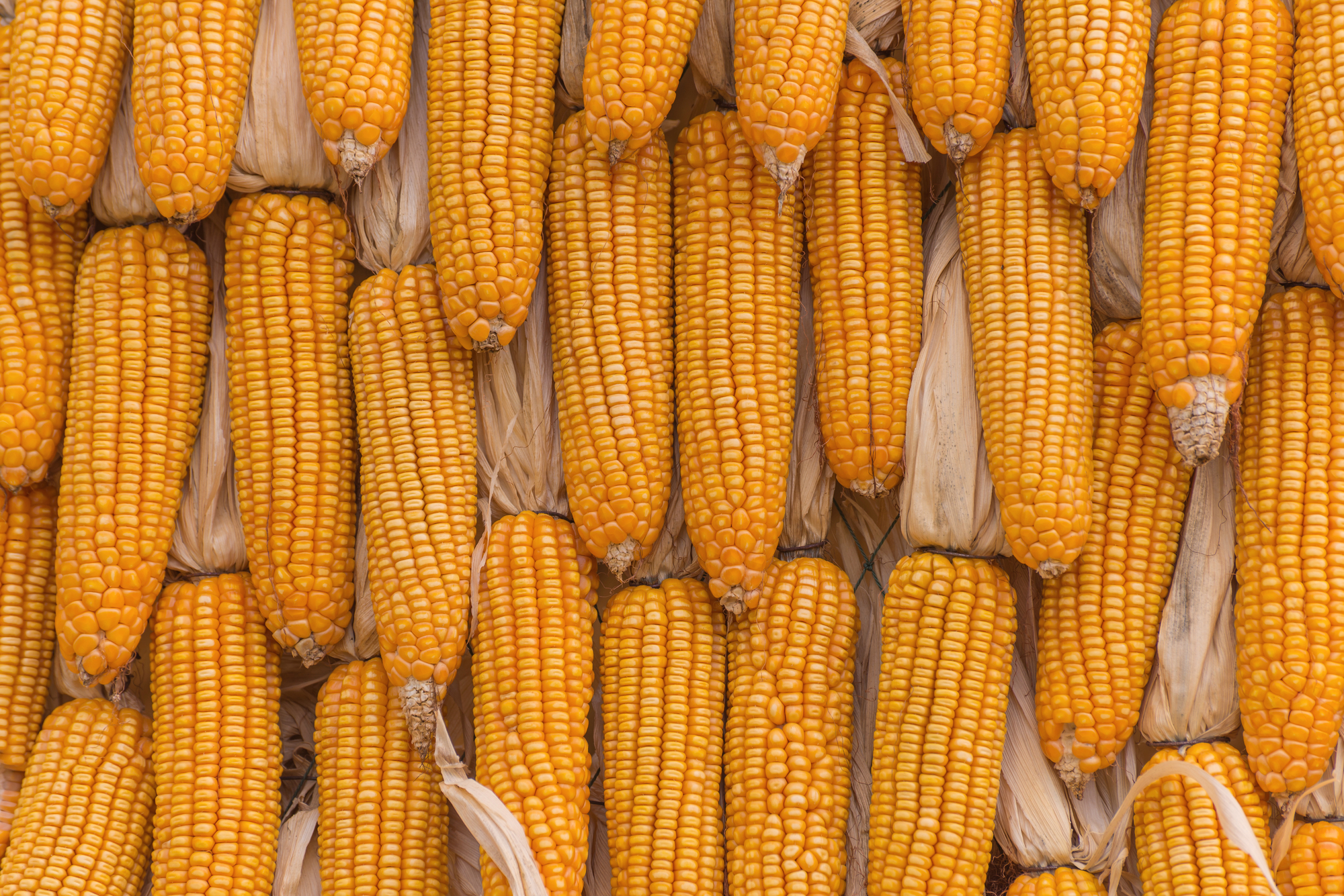 Animals That Eat Corn