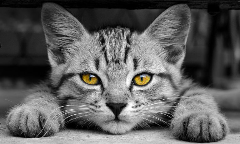 11 Popular Animals With Fur