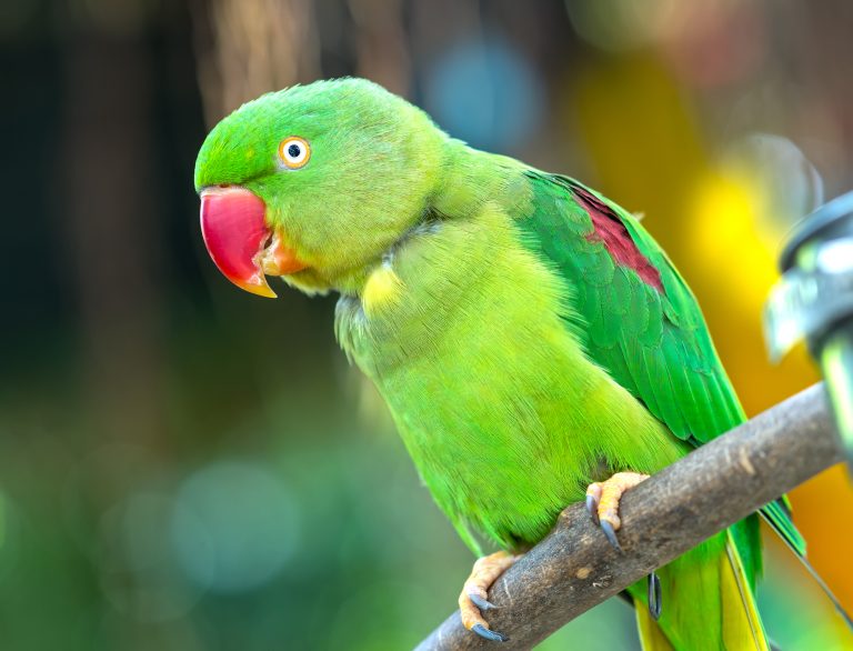 12 Fascinating Birds With Red Beaks