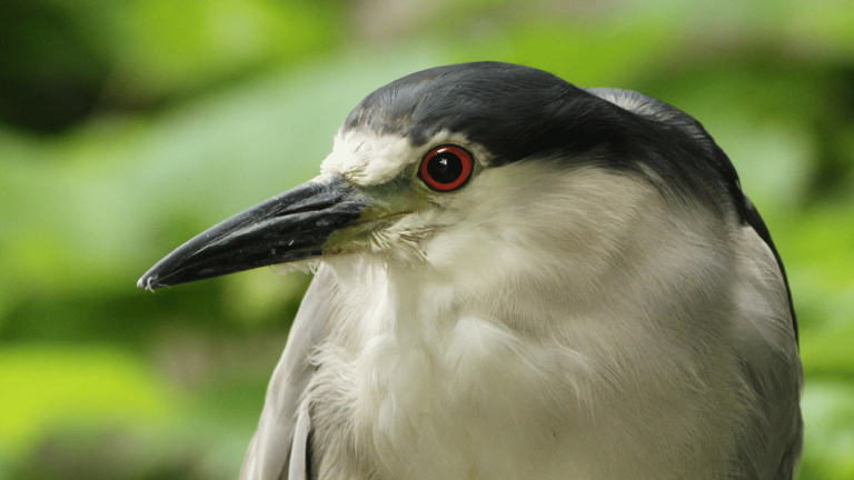 11 Birds With Red Eyes