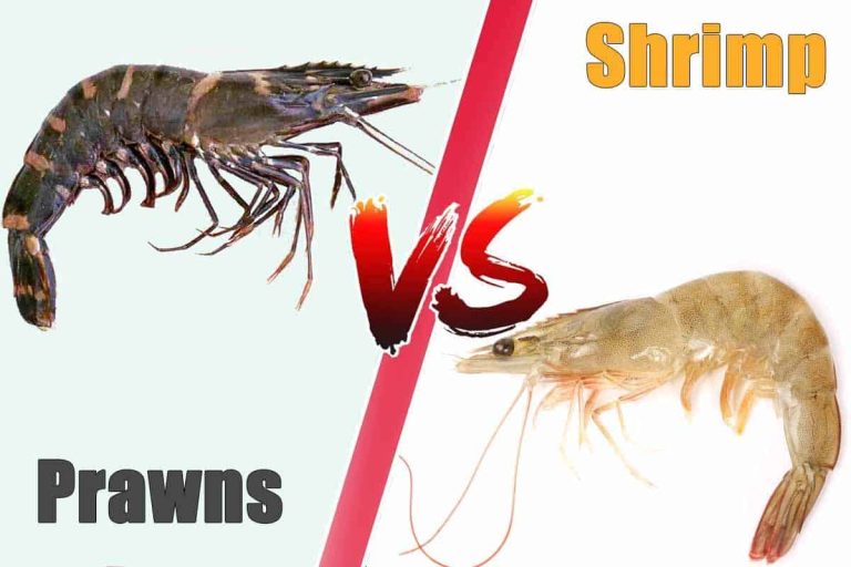 What’s the Difference Between Prawns and Shrimps?