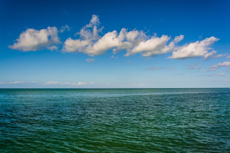 10 Most Dangerous Animals in the Gulf of Mexico