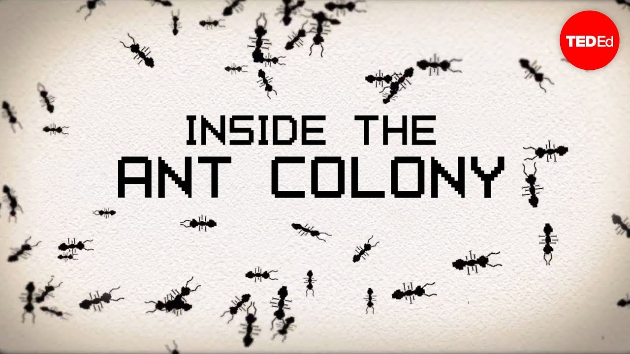 Types of Ants in a Colony
