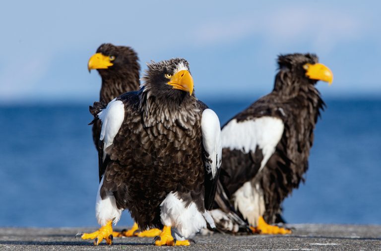 8 Different Types of Eagles in Florida
