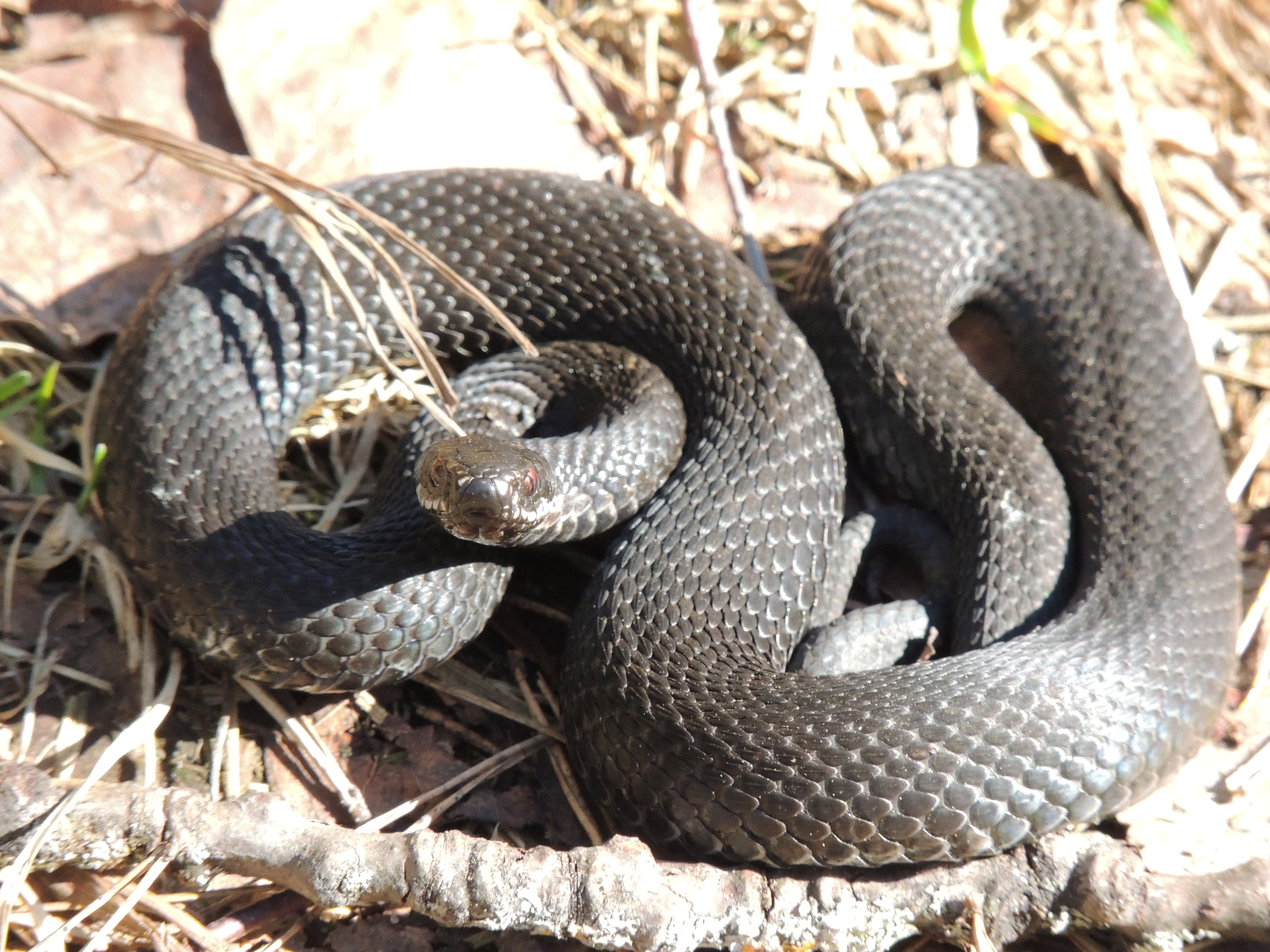 Types of Snakes in Connecticut