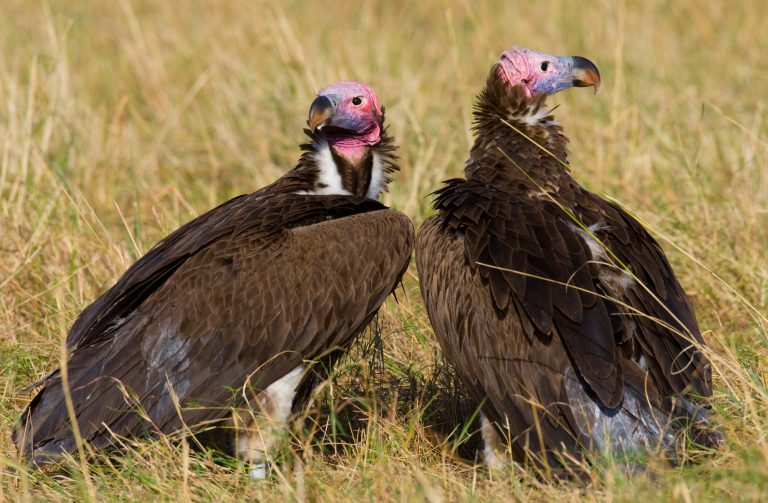 6 Different Types of Vultures in Africa