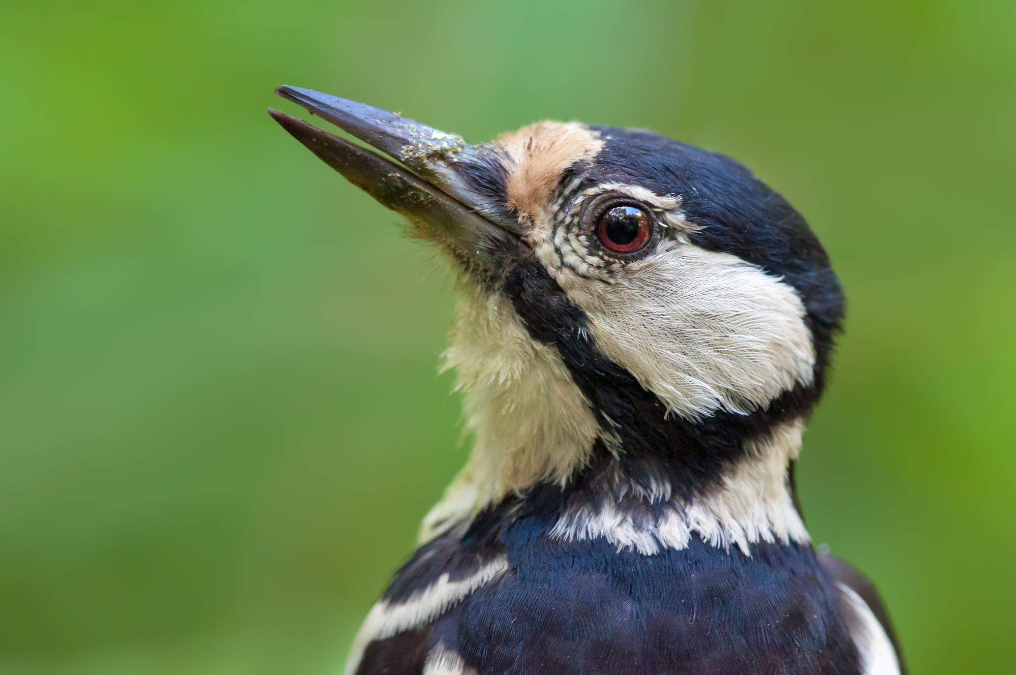Types of Woodpeckers in Arkansas