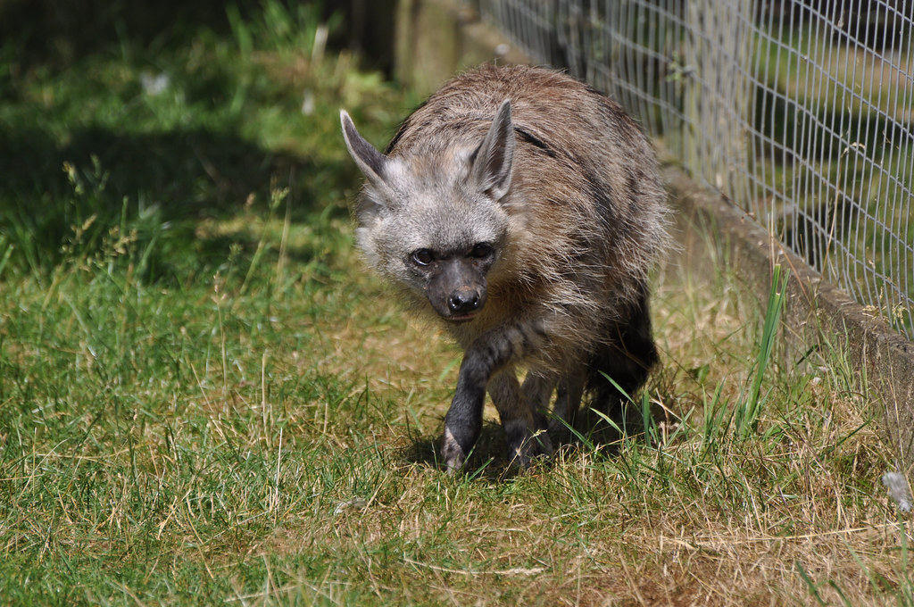 Aardwolf
