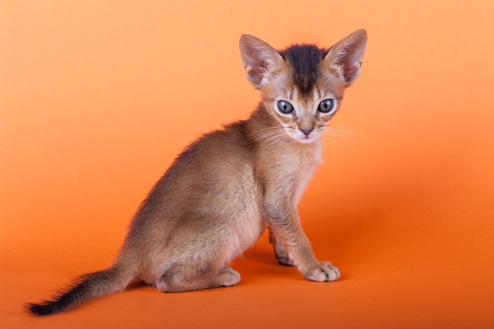Abyssinian Cats