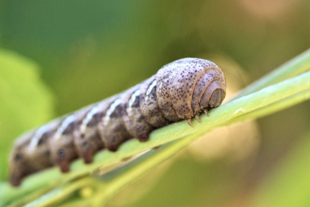 Achemon Sphinx Caterpillar