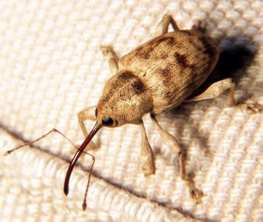 Acorn Weevil