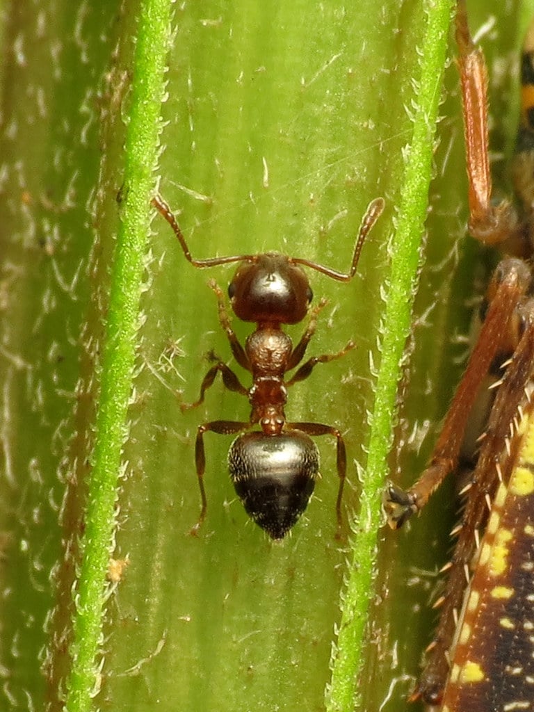 Acrobat Ant