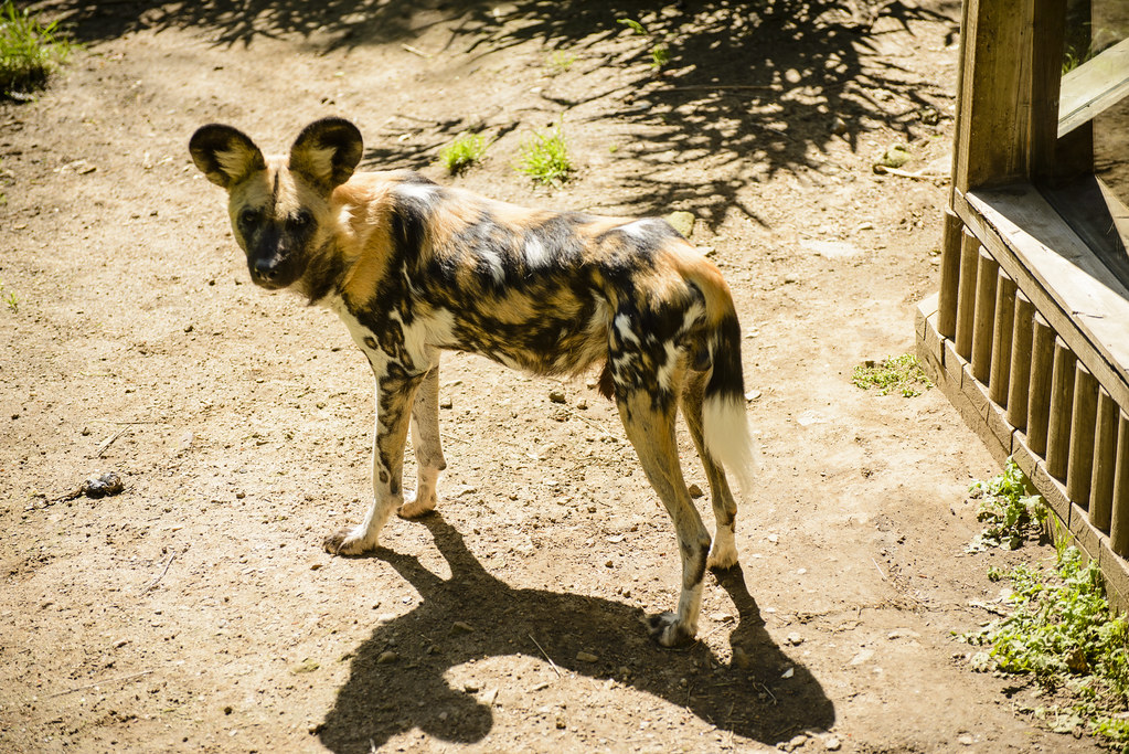 African Wild Dog