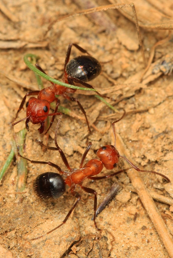 Allegheny Mound Ant - Types of Ants in Pennsylvania