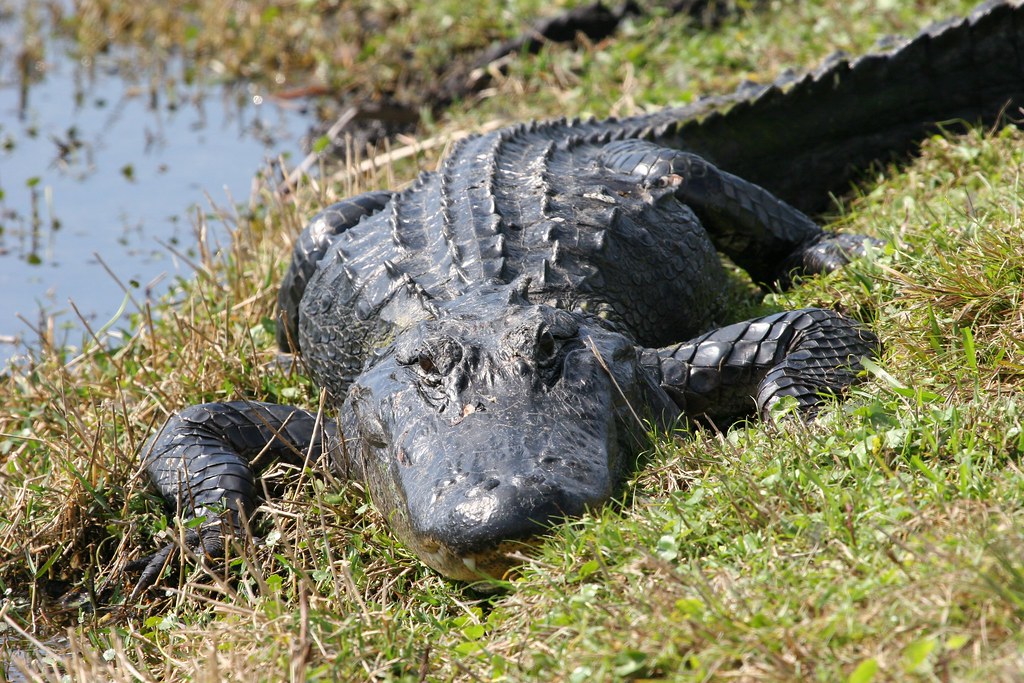 American Alligator - Animals With Scales