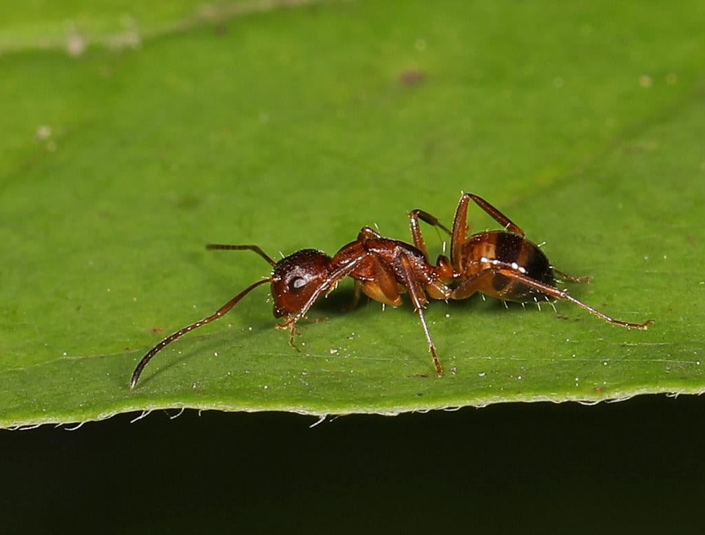 American Carpenter Ant