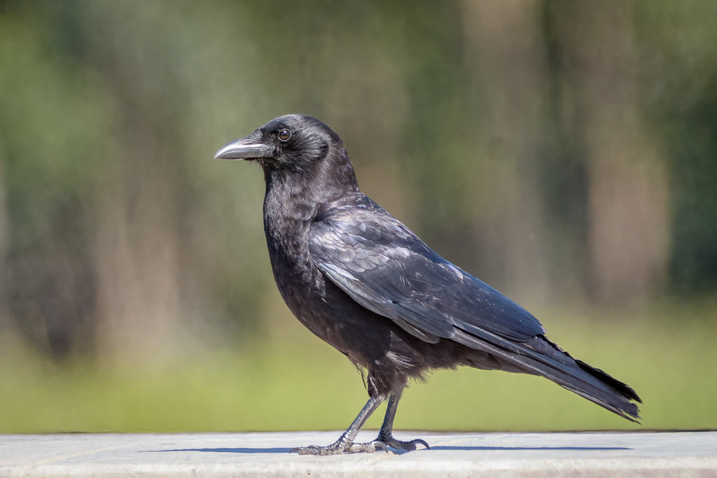 American Crow - Animals With Black Eyes