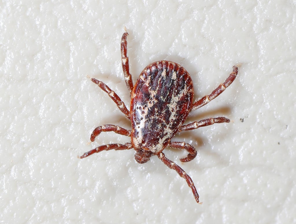 American Dog Tick