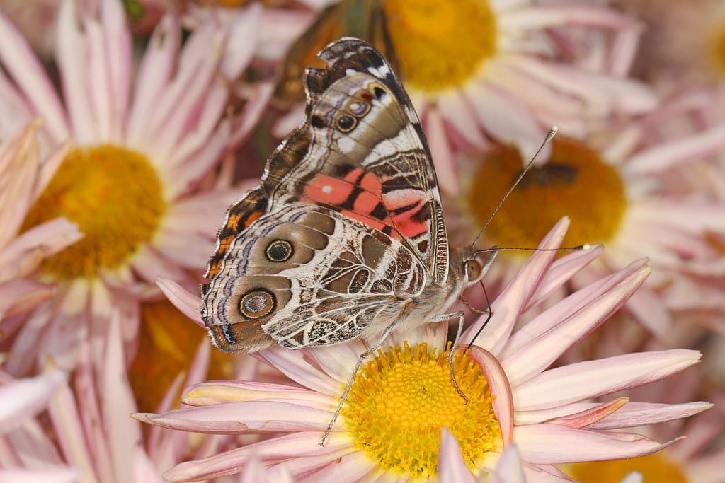 American Lady - Butterflies in Canada 