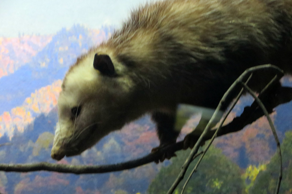 American Opossum