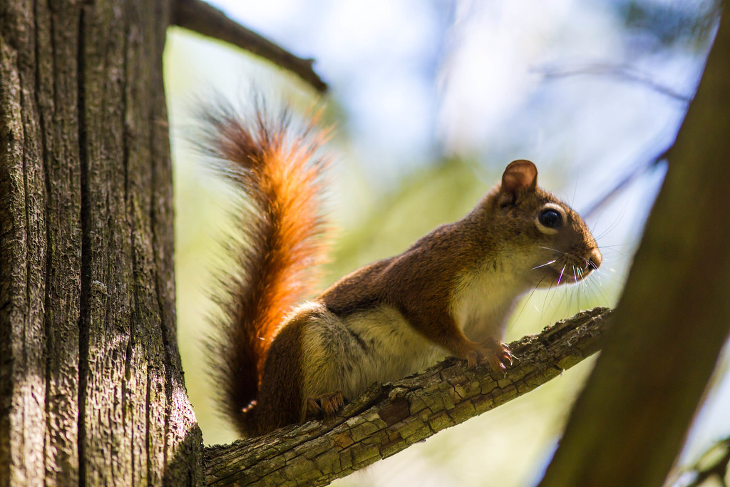 American Red Squirrel - Different Types of Squirrels in Canada