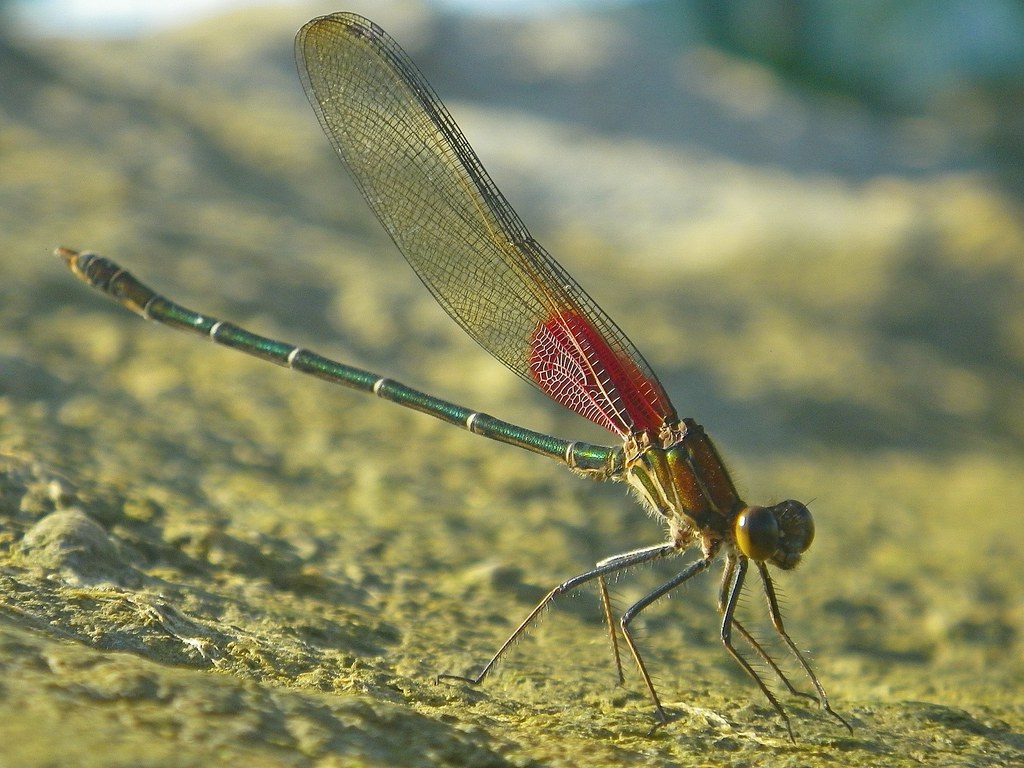 American Rubyspot Damselfly - Different Types of Flies in Massachusetts 