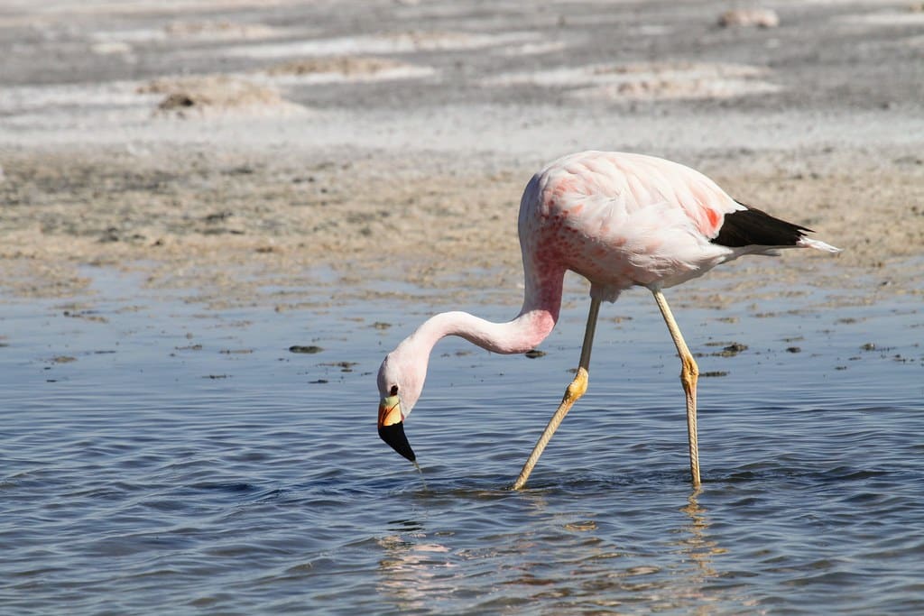 Andean Flamingo