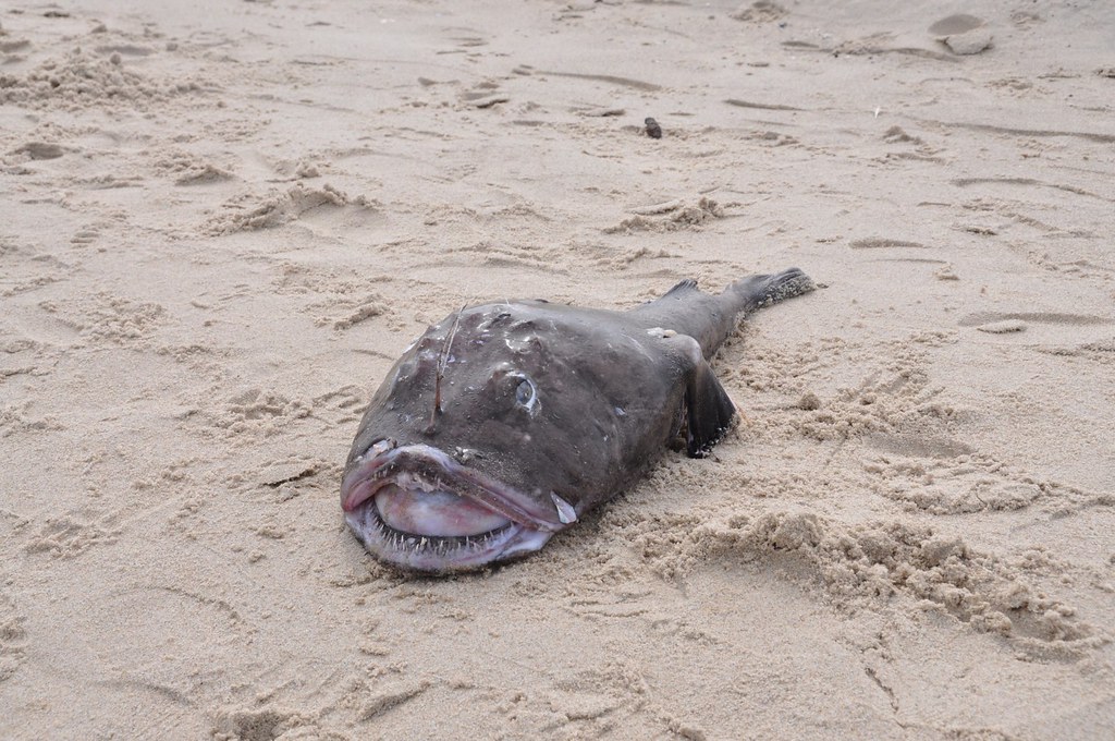 Angler Fish