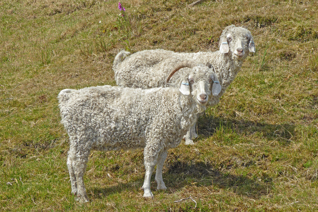 Angora Goats