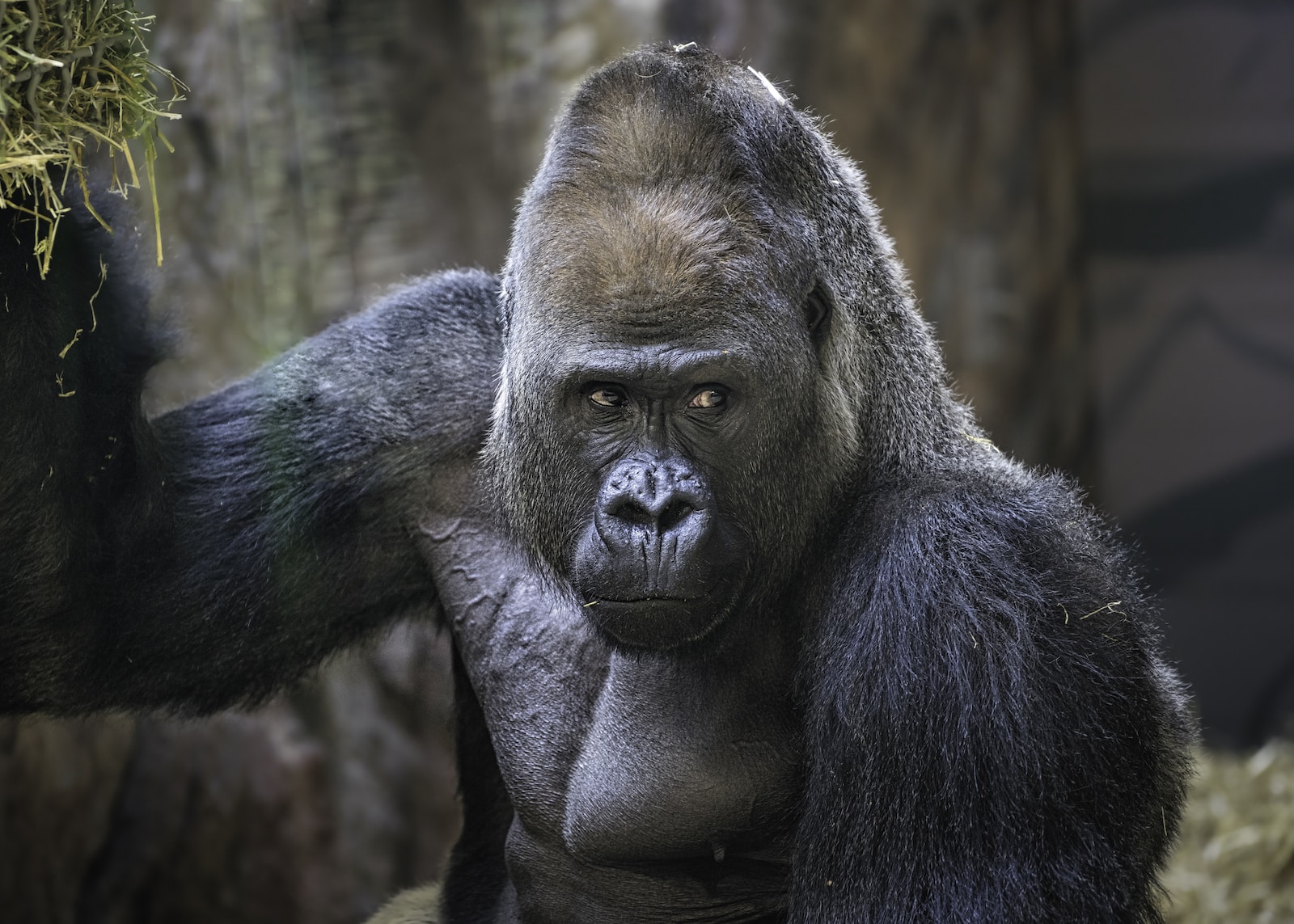 Animals With Big Heads