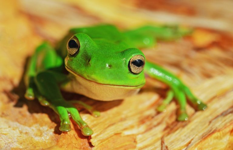20 Animals With Green Eyes