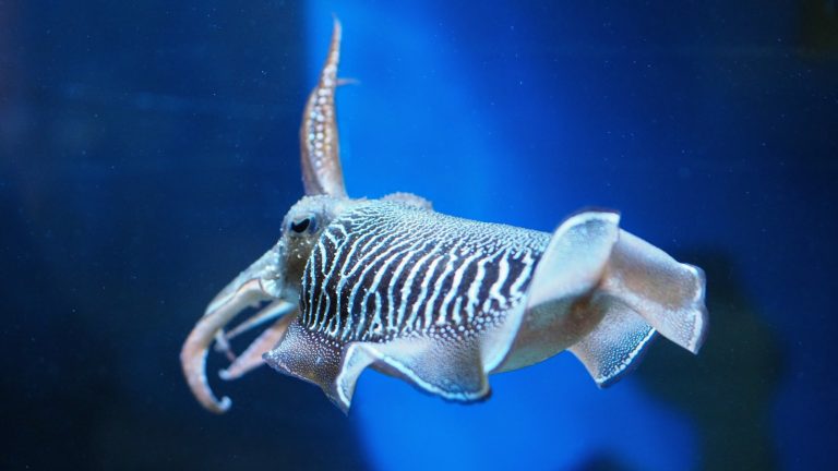 8 Animals With Multiple Hearts