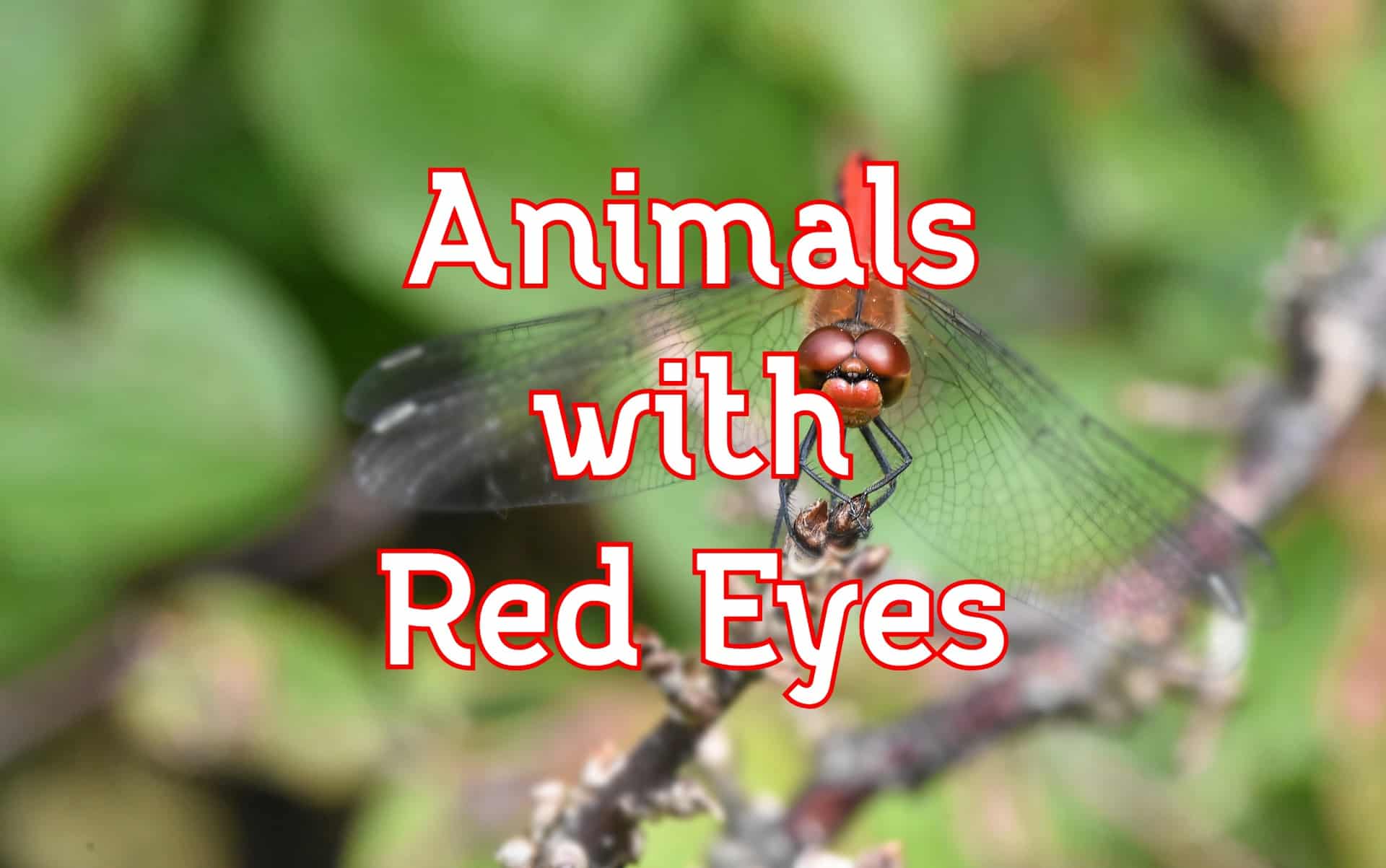 animals with red eyes