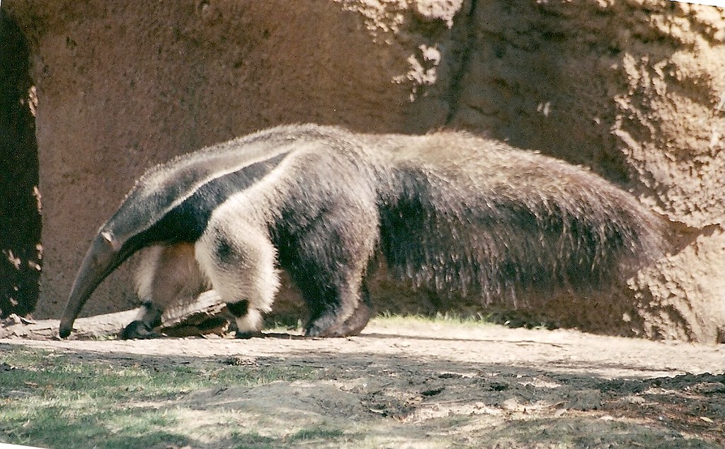 Anteaters