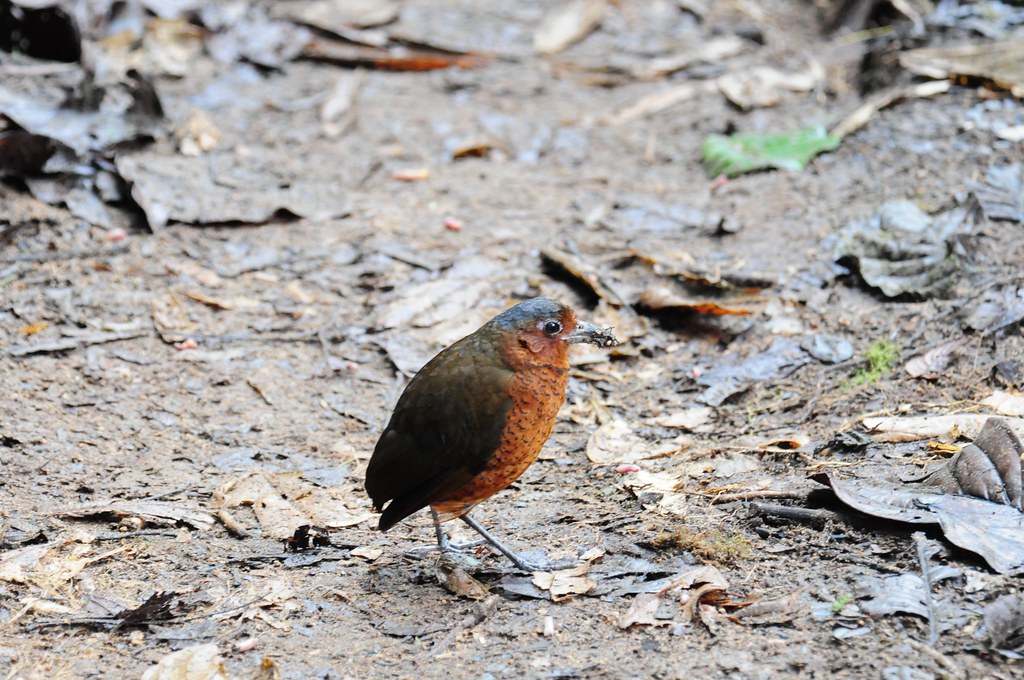 Antpittas