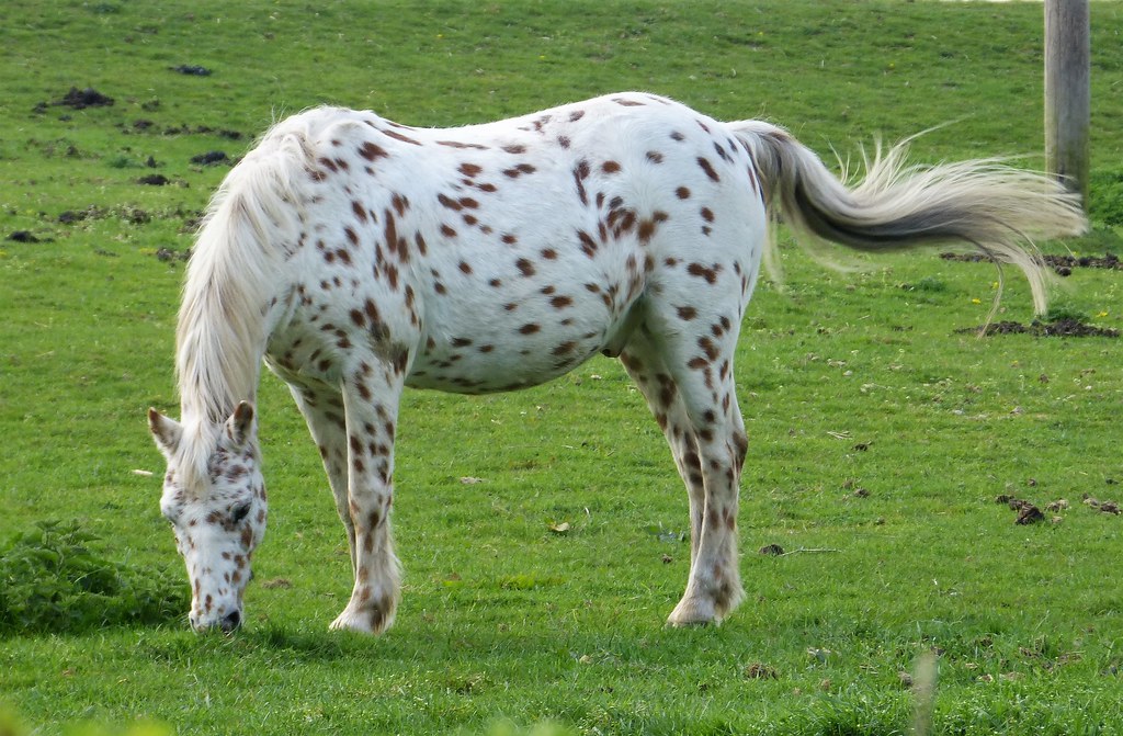 Appaloosa-Spotted Horse