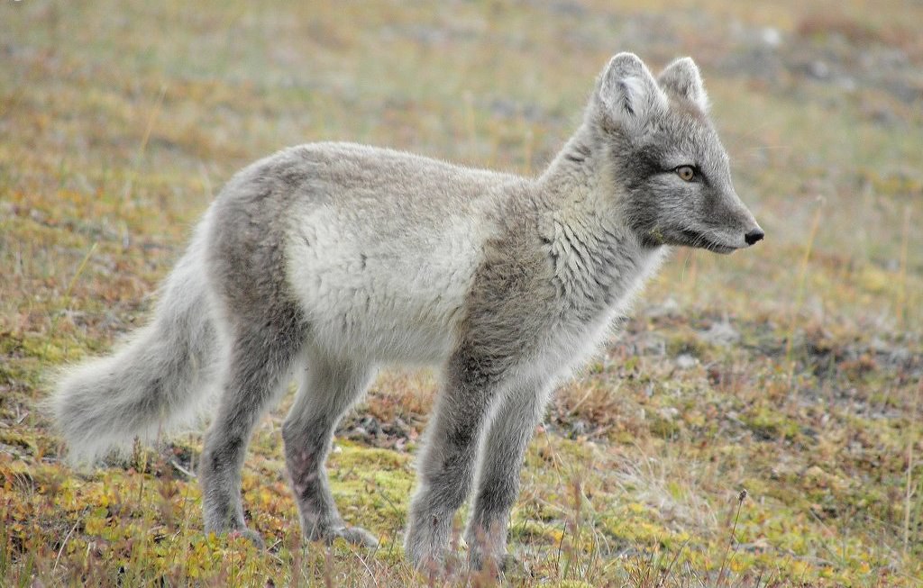 Arctic Fox