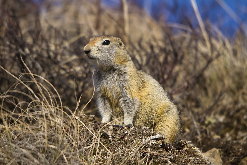 Arctic Ground Squirrel