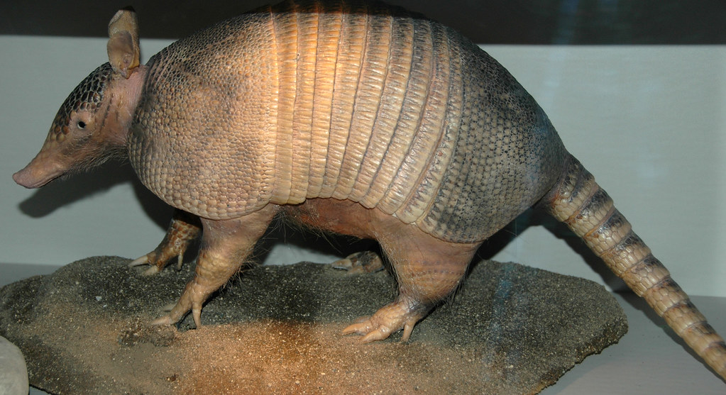 Armadillo