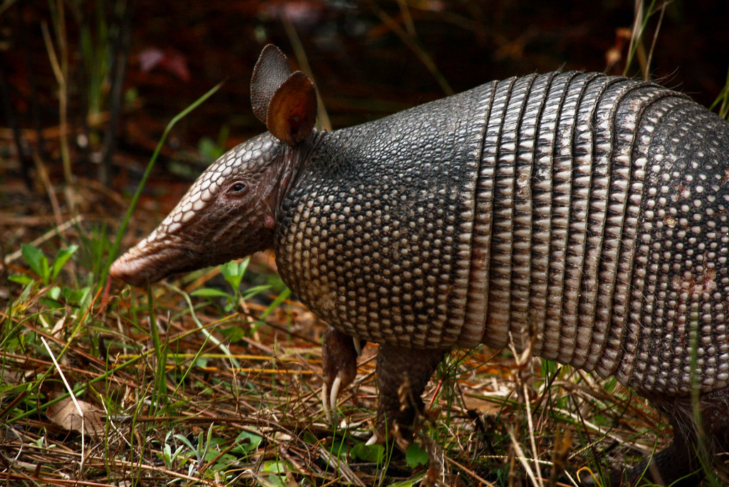 Armadillo