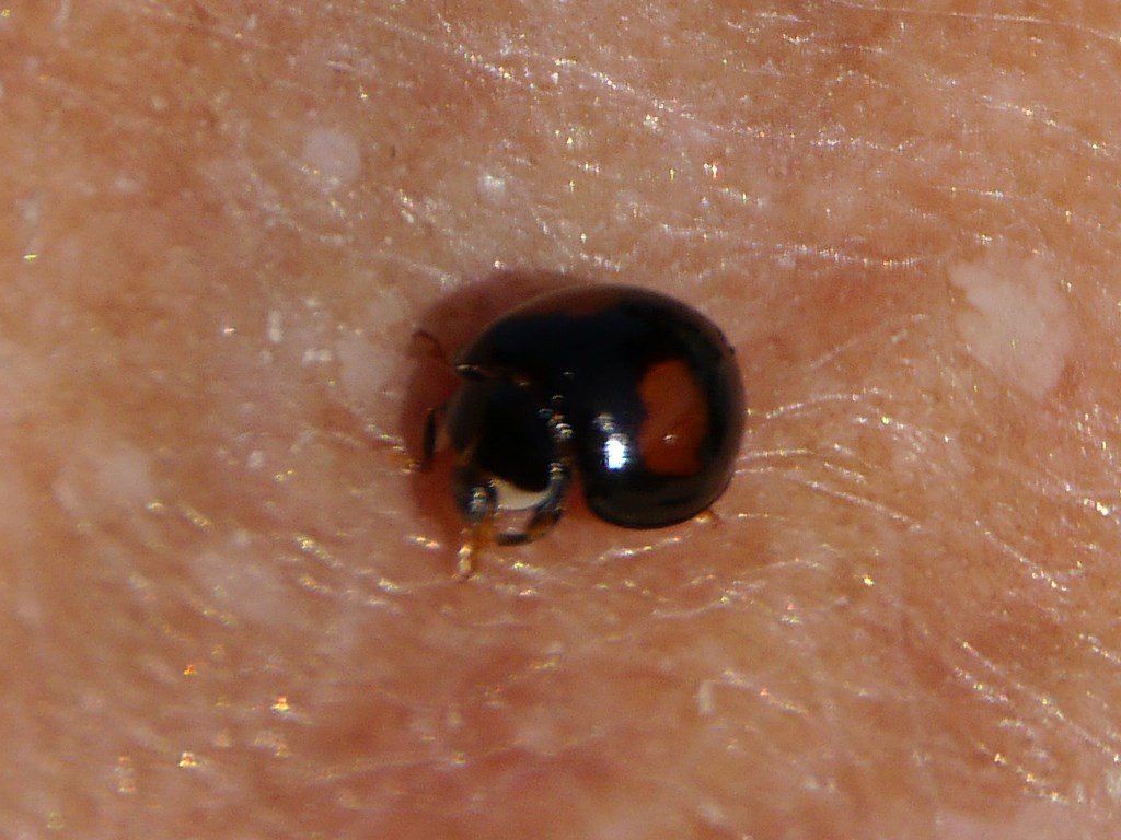 Ashy Gray Lady Beetle