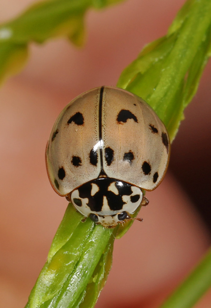 Ashy Gray Lady Beetle