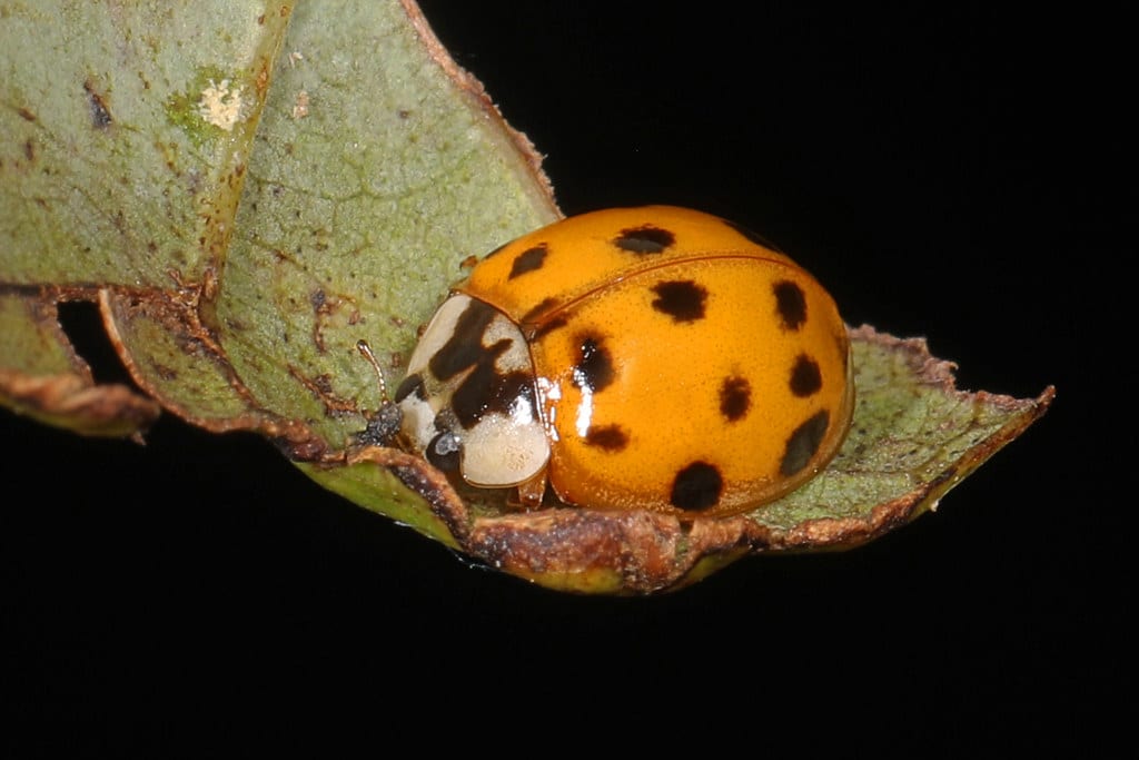 Asian Lady Beetle - Types of Ladybugs in Michigan
