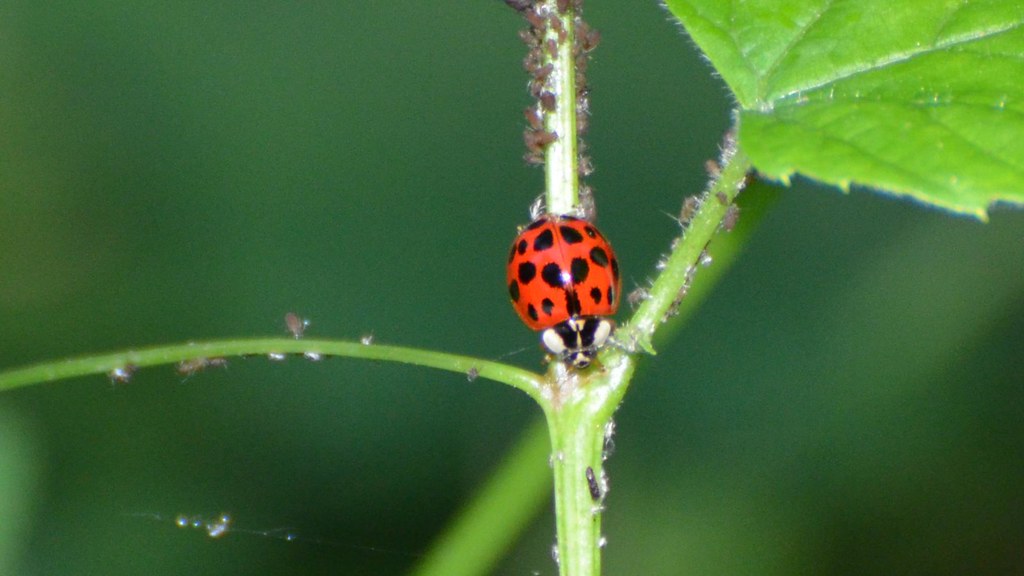 Asian Multicolored Lady Beetle